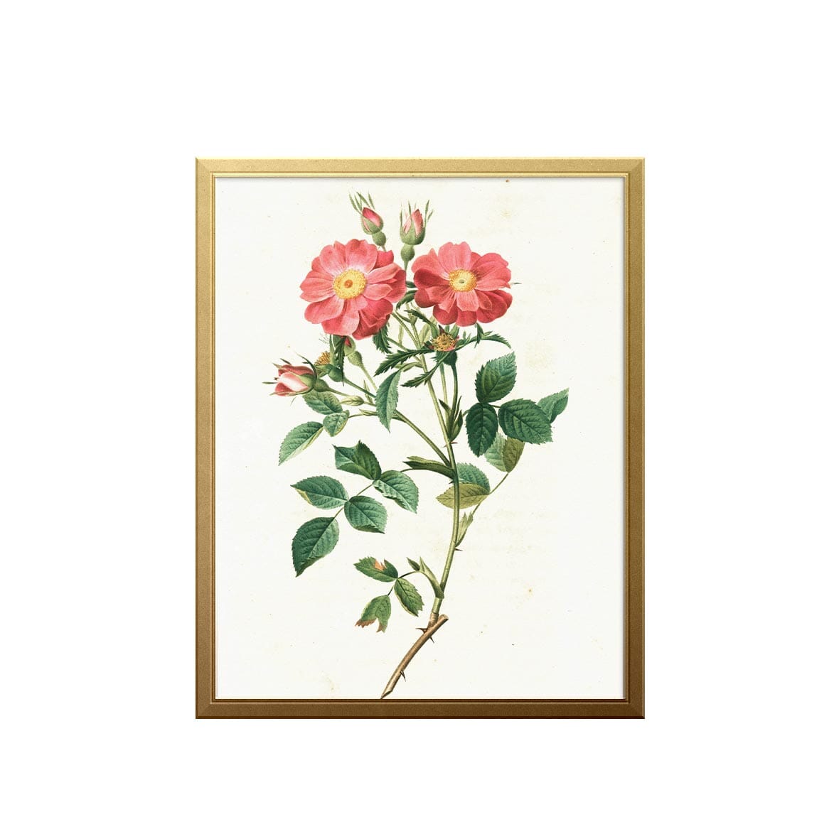 Wild Rose Art Print