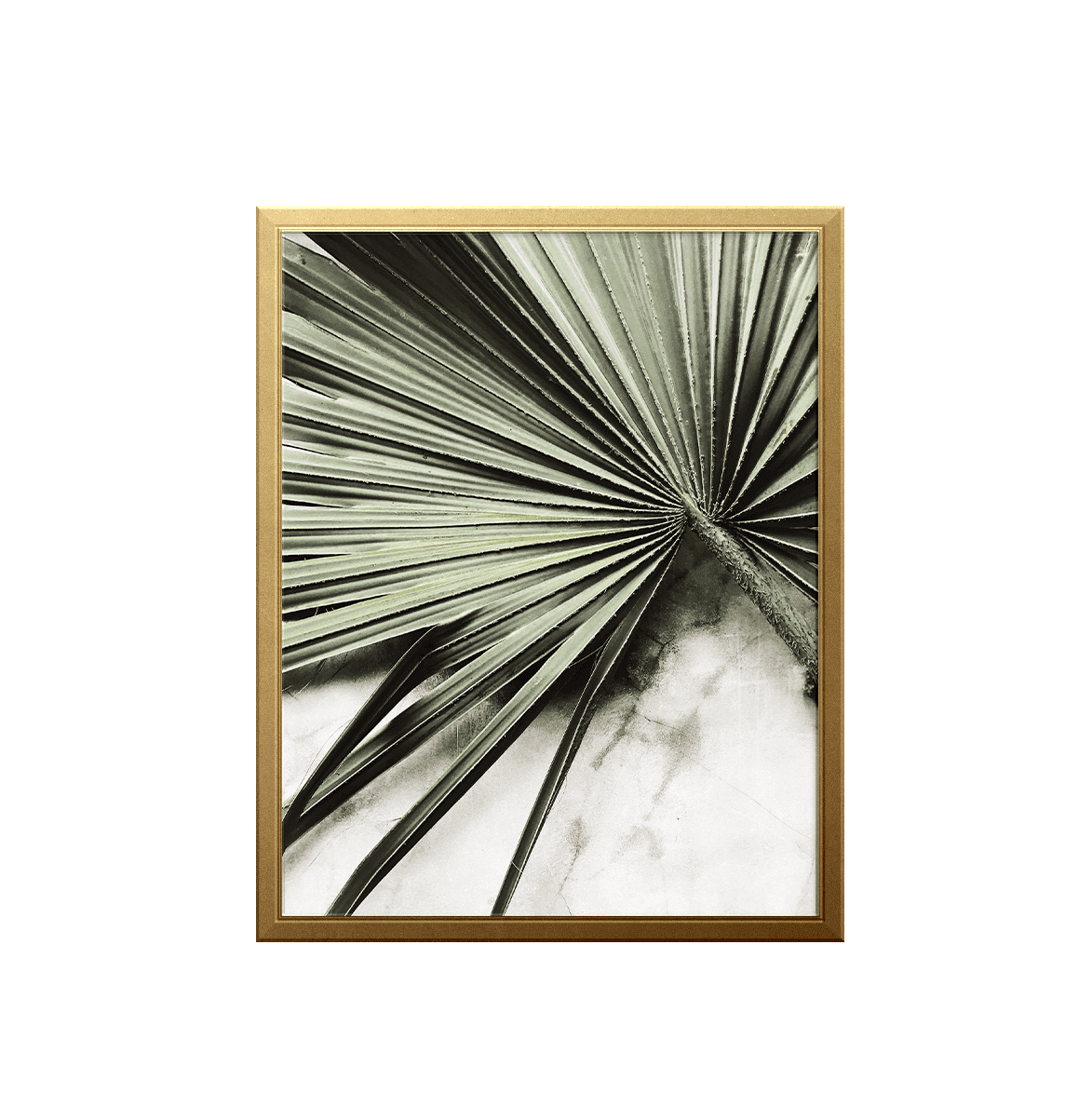 tropical-fan-leaf-art-print_photography-art-print