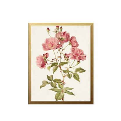 French Rose Art Print