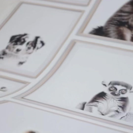 Load video: Animal Kingdom Wallpaper