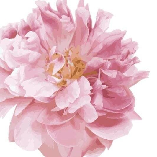 beautiful-peony-garden-flower-pack-floral-wall-decals